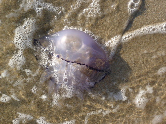 UNDERWATER VIEW OF UNDERWATER