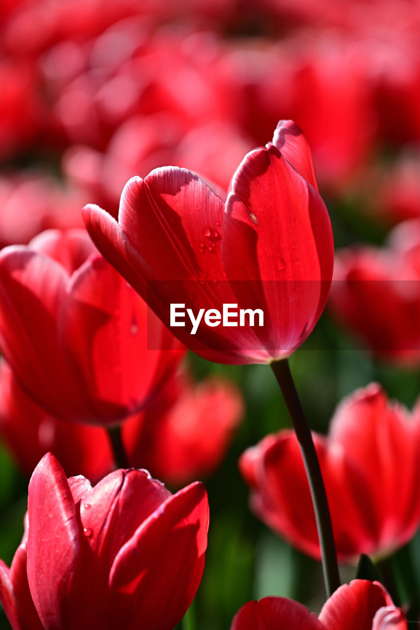 flower, flowering plant, plant, red, freshness, beauty in nature, petal, close-up, tulip, fragility, nature, flower head, inflorescence, growth, no people, focus on foreground, macro photography, outdoors, vibrant color, springtime, pink, magenta, blossom