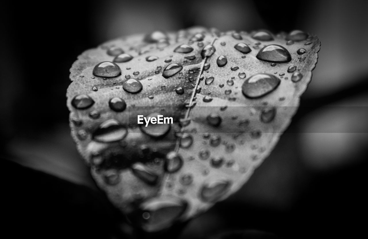 CLOSE-UP OF RAINDROPS ON PLANT
