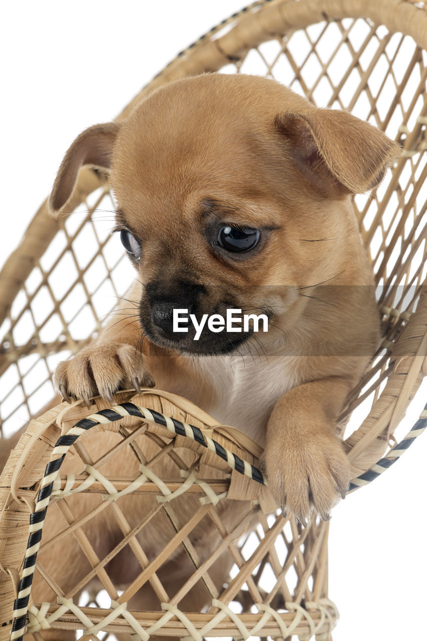 PORTRAIT OF A DOG LOOKING AWAY WHILE STANDING IN BASKET