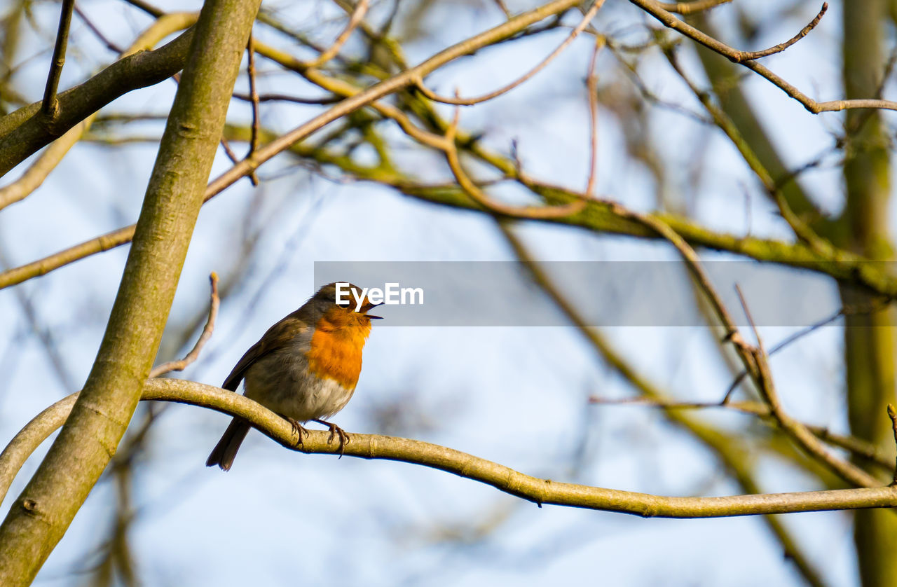 CLOSE-UP OF BIRD PERCHING ON TREE BRANCH