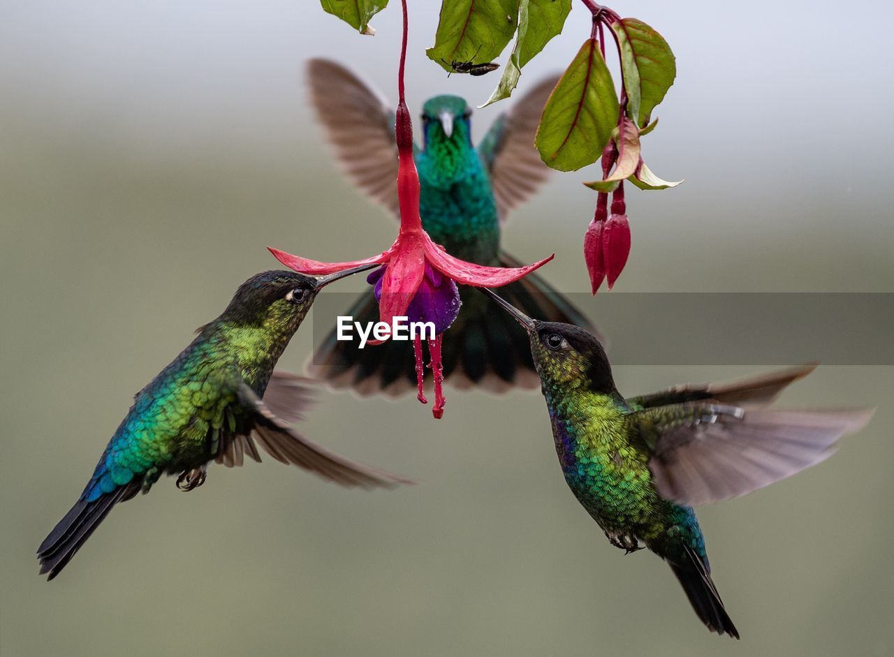 Close-up of birds eating pollen in flower