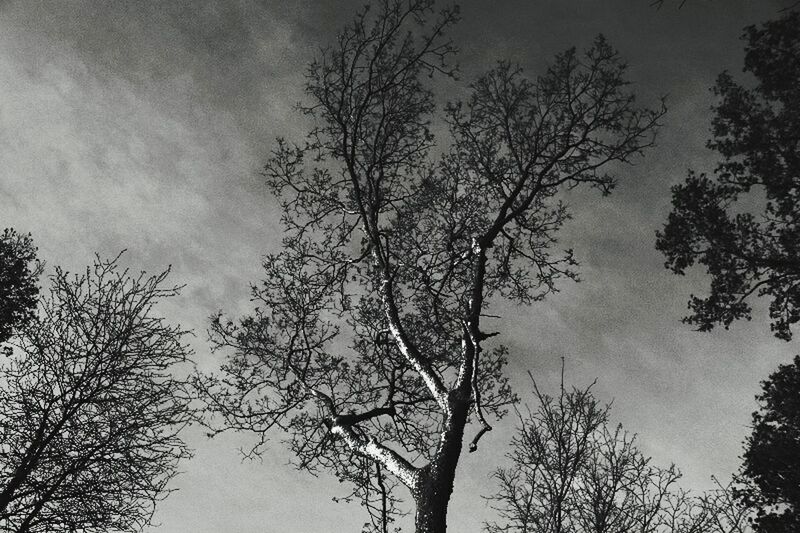 LOW ANGLE VIEW OF BARE TREES AGAINST SKY