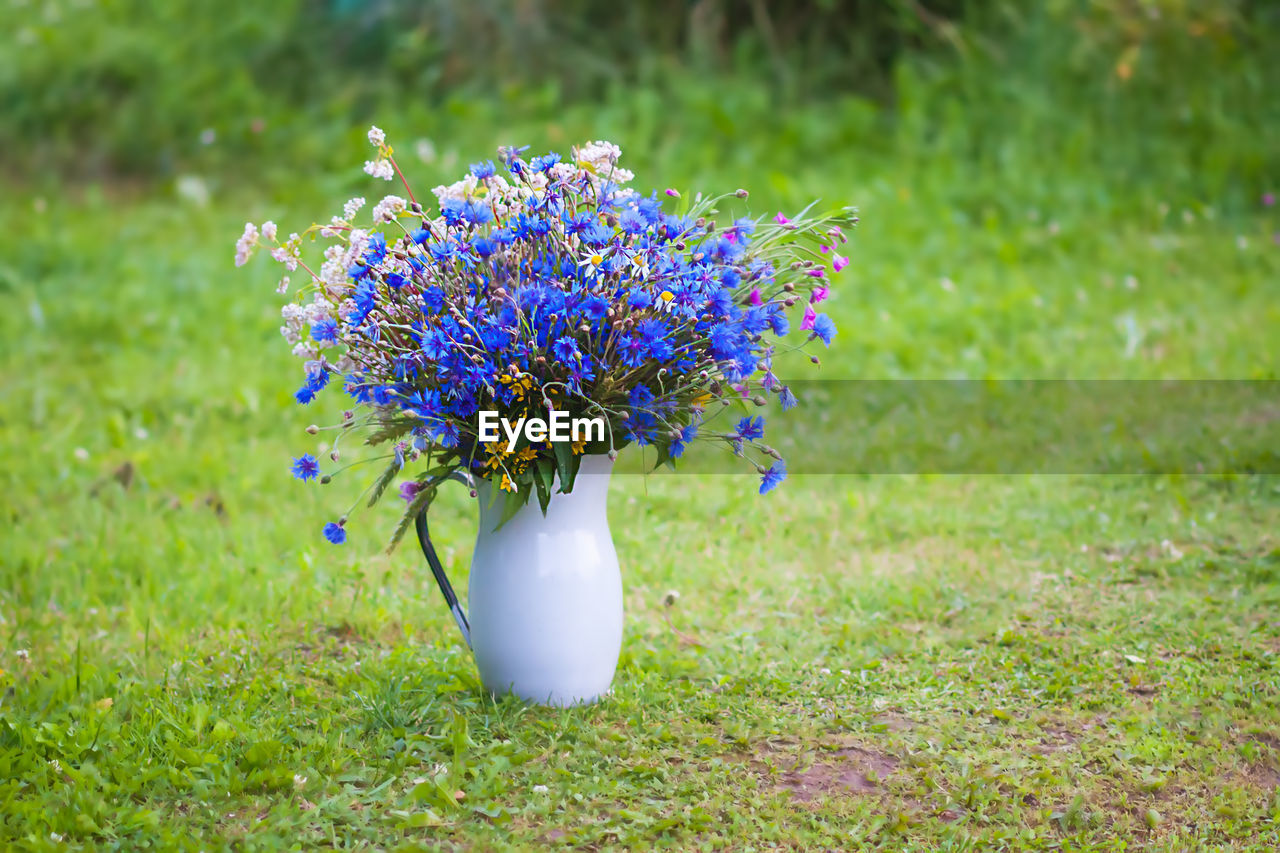 Close-up of purple flowering plants in jug