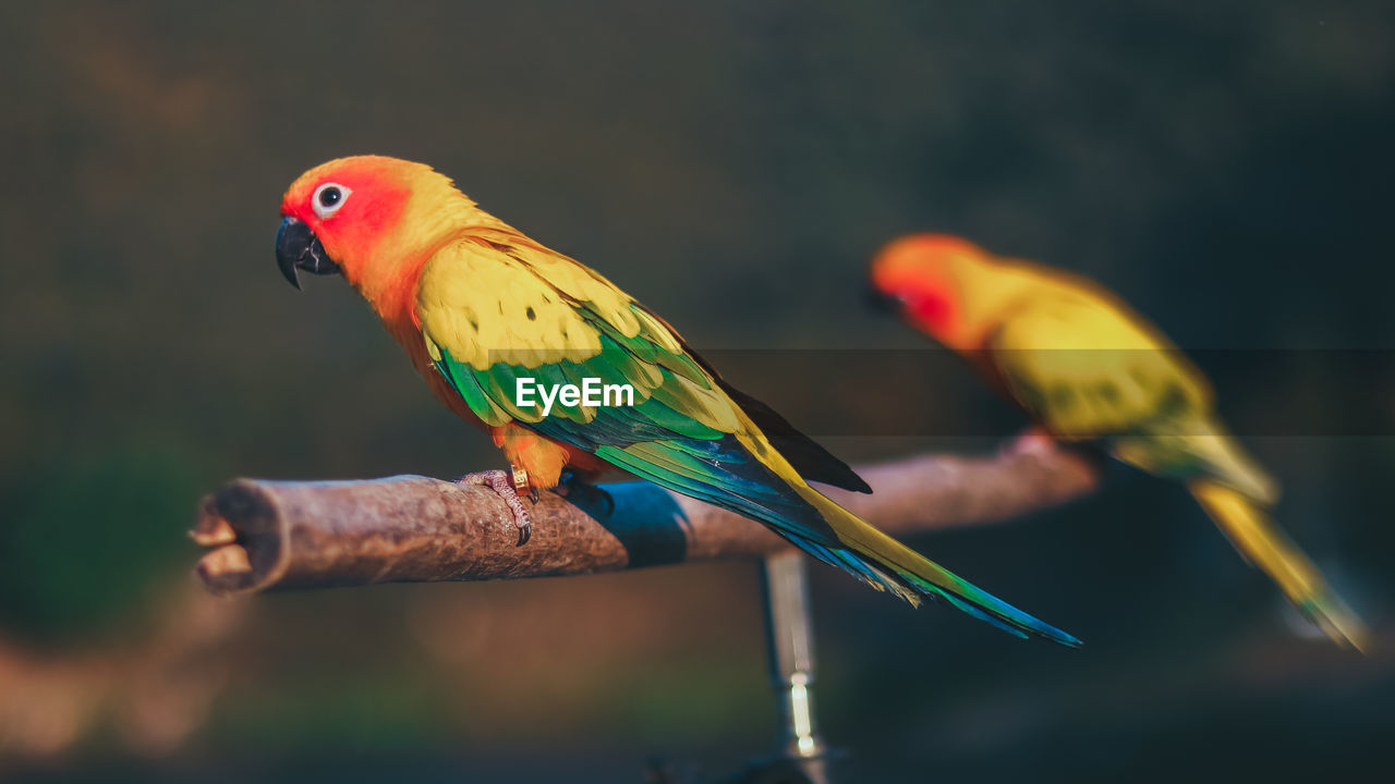 Close-up of parrot perching