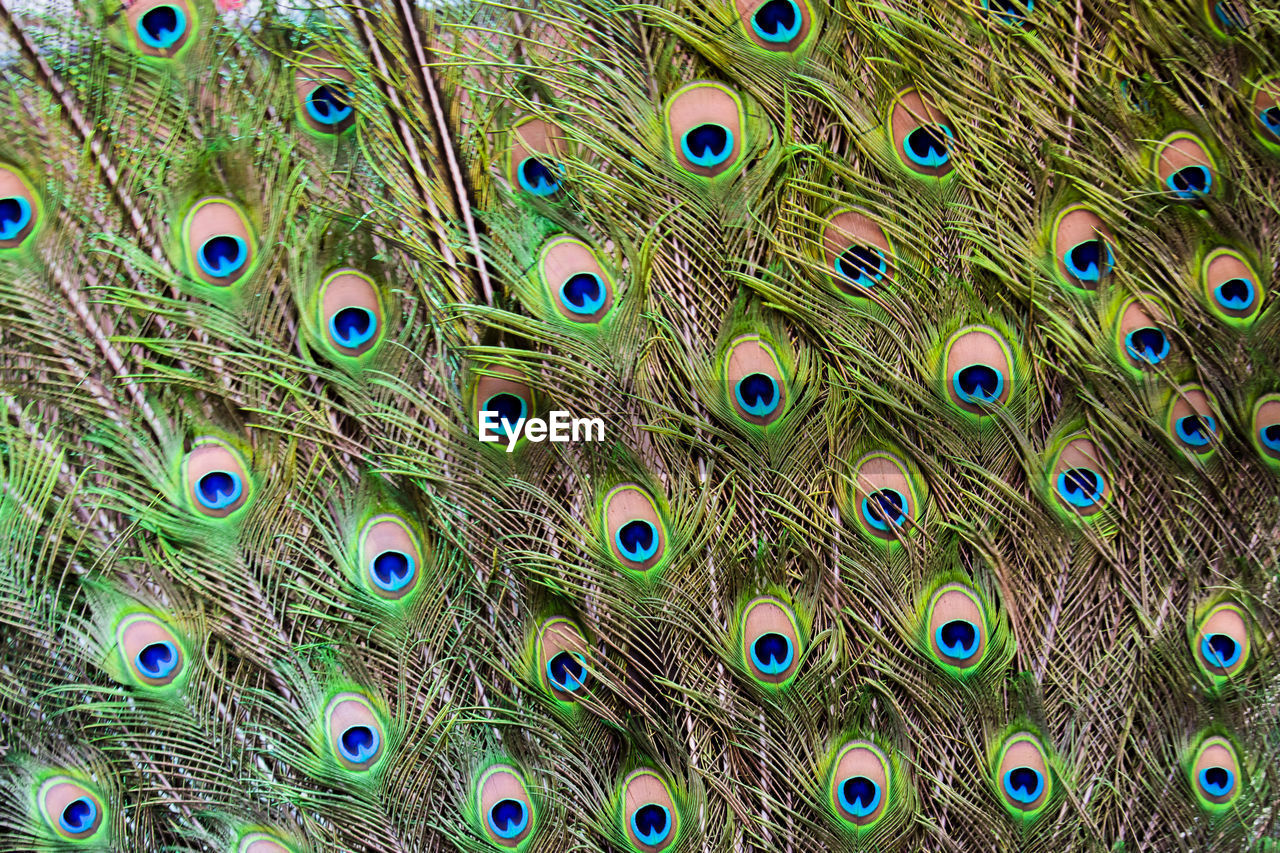 CLOSE-UP OF PEACOCK FEATHERS