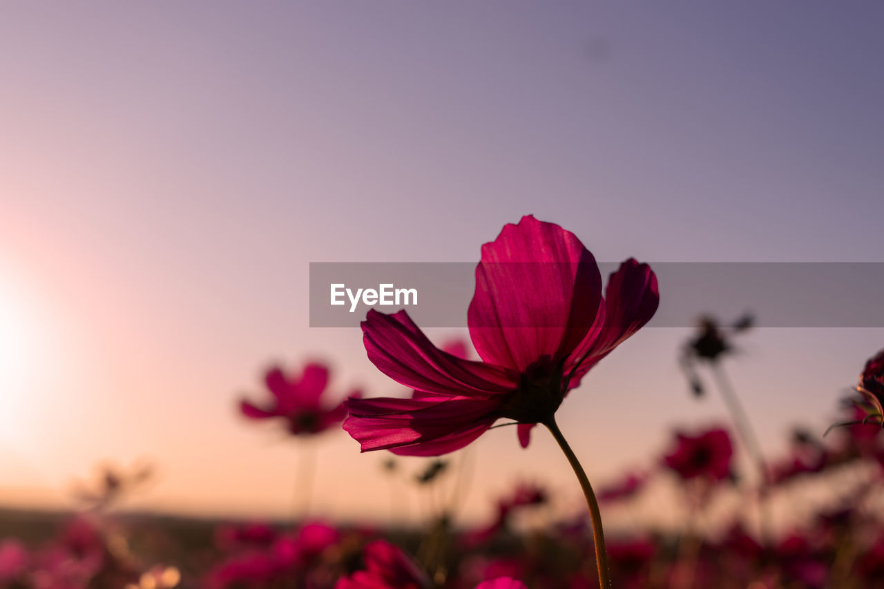 flower, flowering plant, plant, beauty in nature, freshness, nature, pink, sky, petal, close-up, flower head, fragility, red, inflorescence, sunset, garden cosmos, no people, growth, blossom, macro photography, focus on foreground, magenta, landscape, cosmos, outdoors, copy space, multi colored, springtime, summer, environment, purple, vibrant color, sunlight, tranquility, selective focus, botany, field, clear sky, scenics - nature