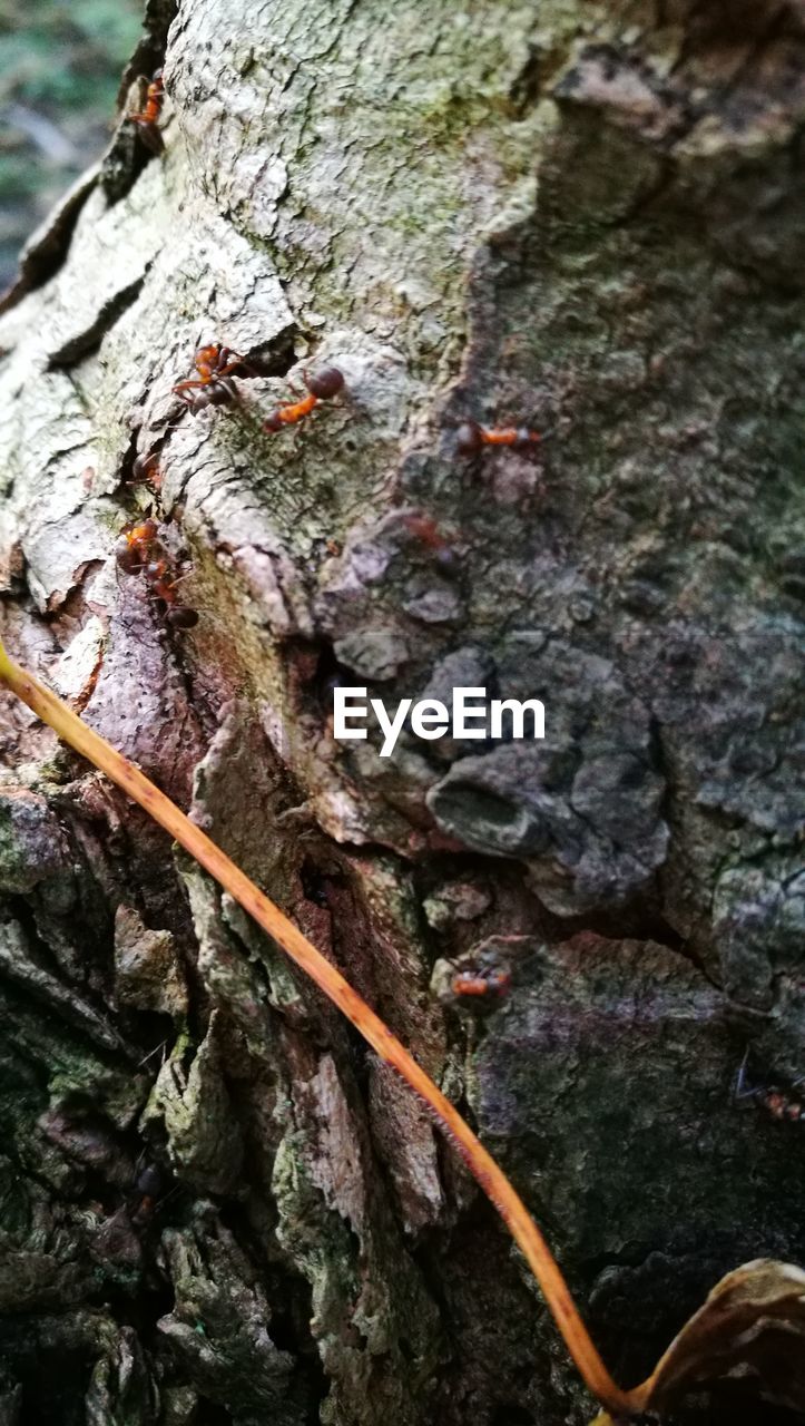 CLOSE-UP OF BARK