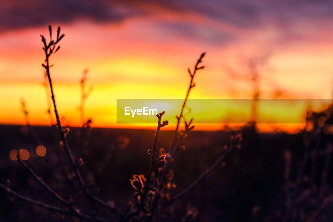 Silhouette plants growing on field against sky during sunset