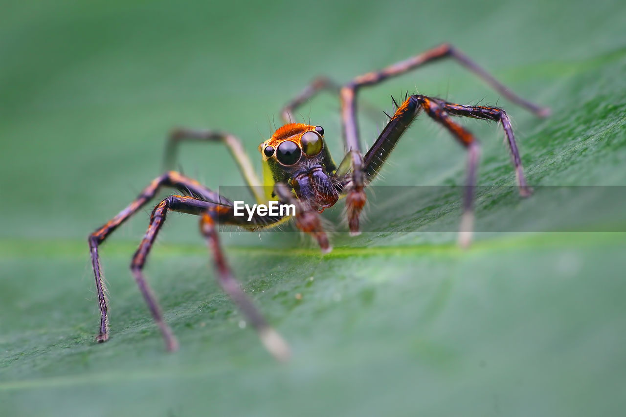 VIEW OF SPIDER