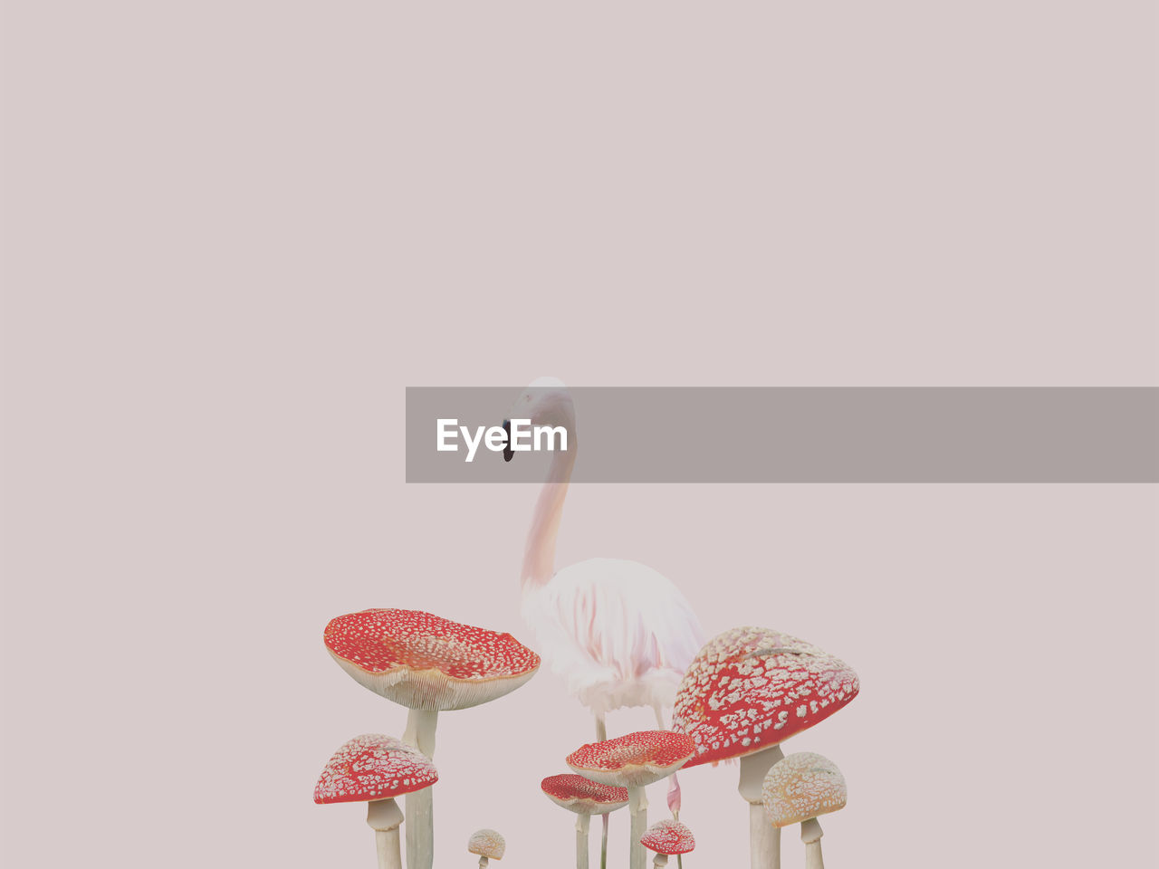 Flamingo by fly agaric mushrooms against beige background