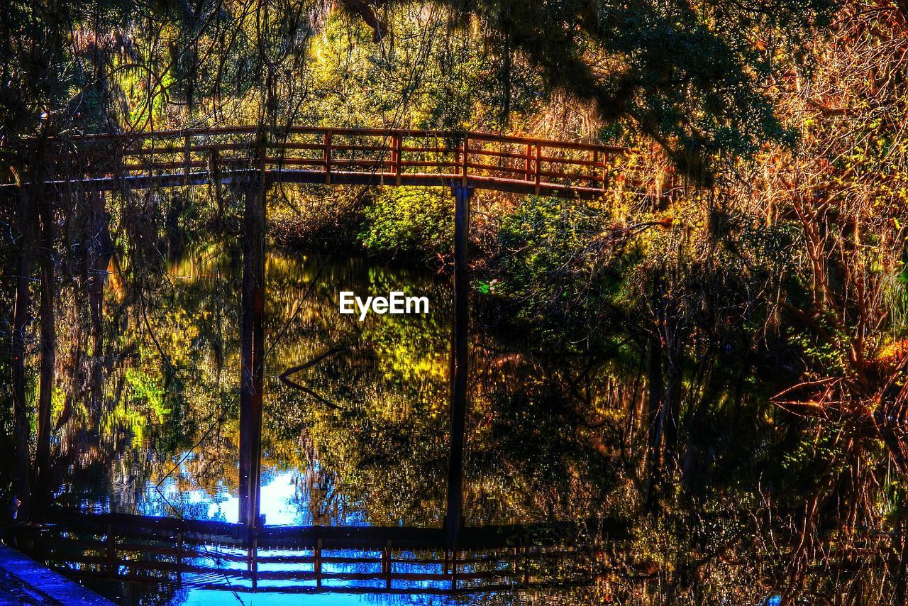 VIEW OF TREES IN FOREST