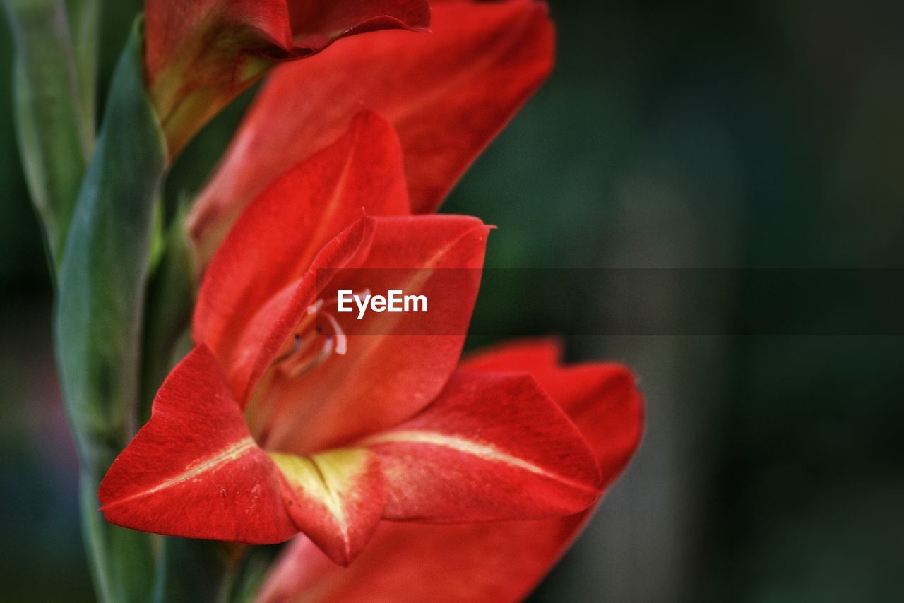 CLOSE-UP OF RED FLOWERS BLOOMING