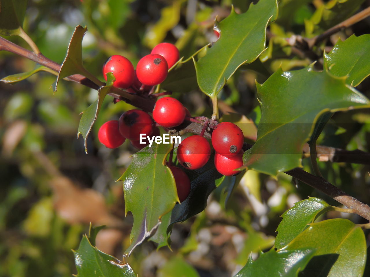 CLOSE-UP OF CHERRIES ON TREE