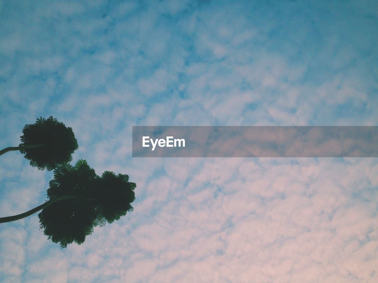 Low angle view of trees against cloudy sky at sunset