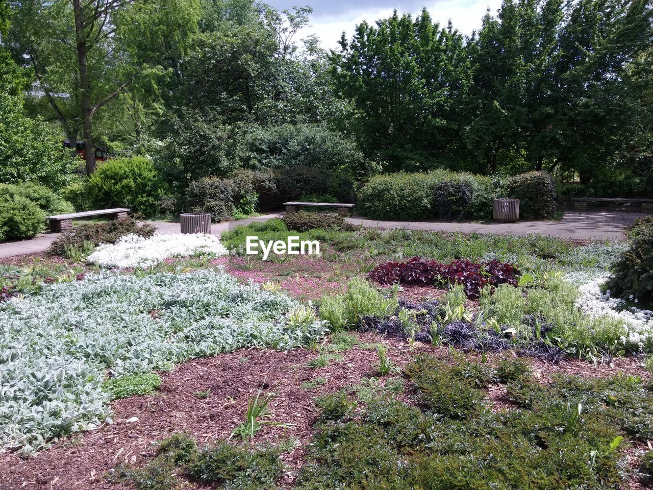 PLANTS GROWING ON TREE TRUNK