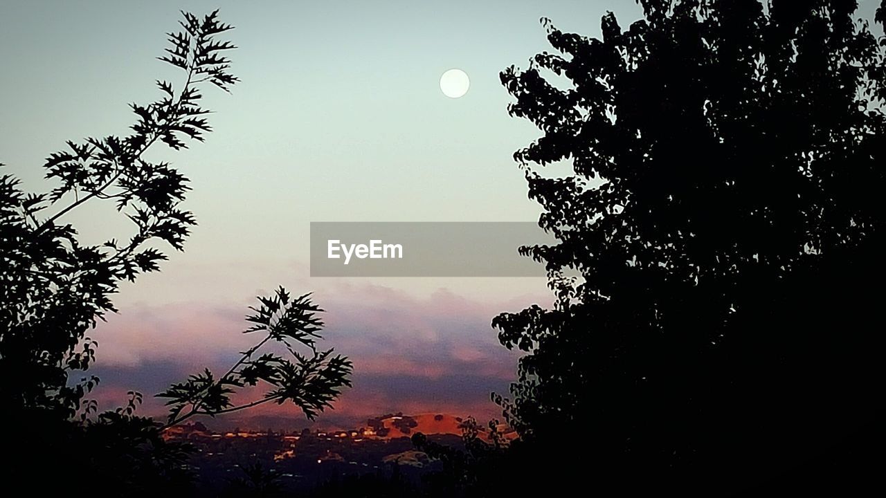 SILHOUETTE OF TREES AT SUNSET