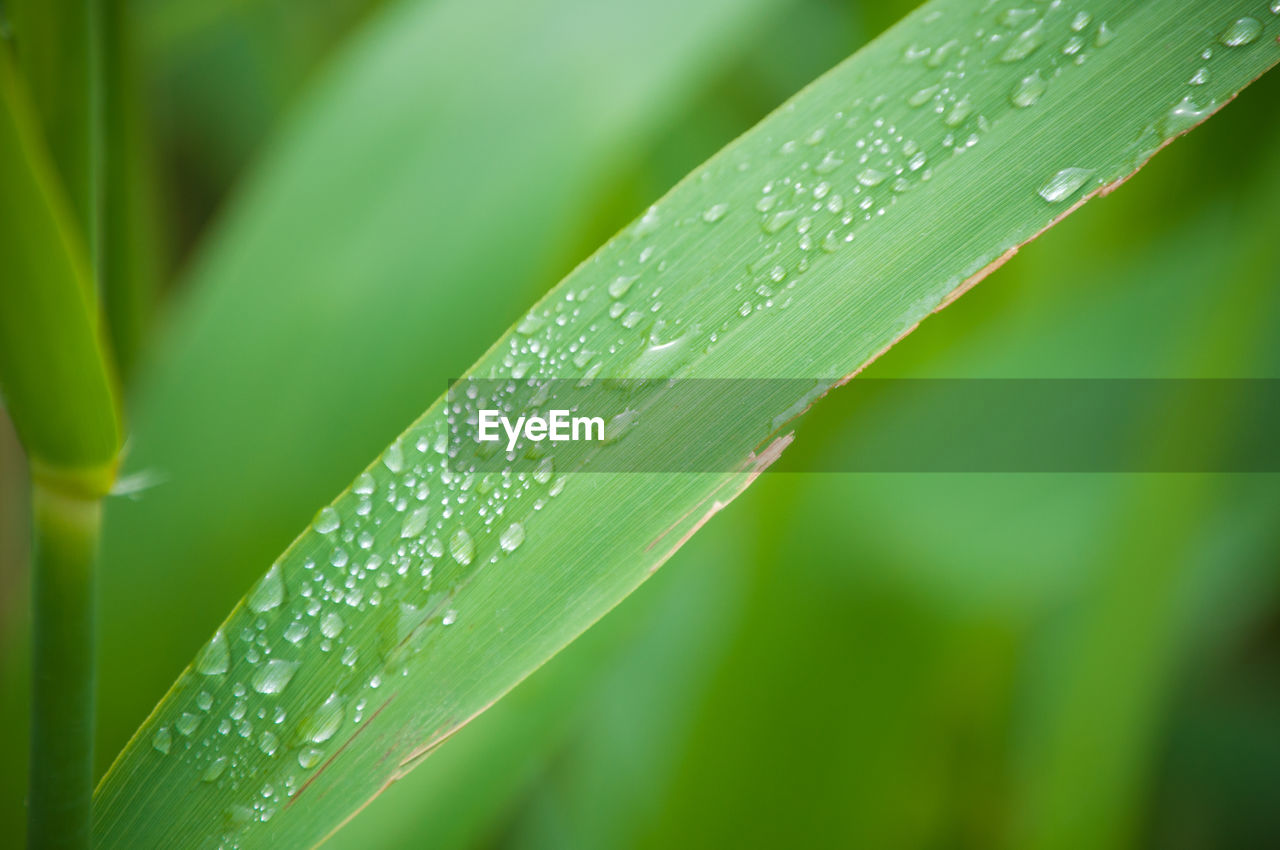 CLOSE-UP OF WATER DROPS ON GREEN LEAF