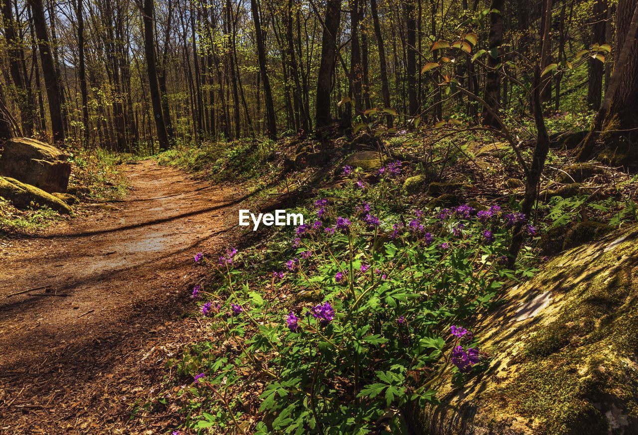 PURPLE FLOWERING PLANTS ON LAND IN FOREST