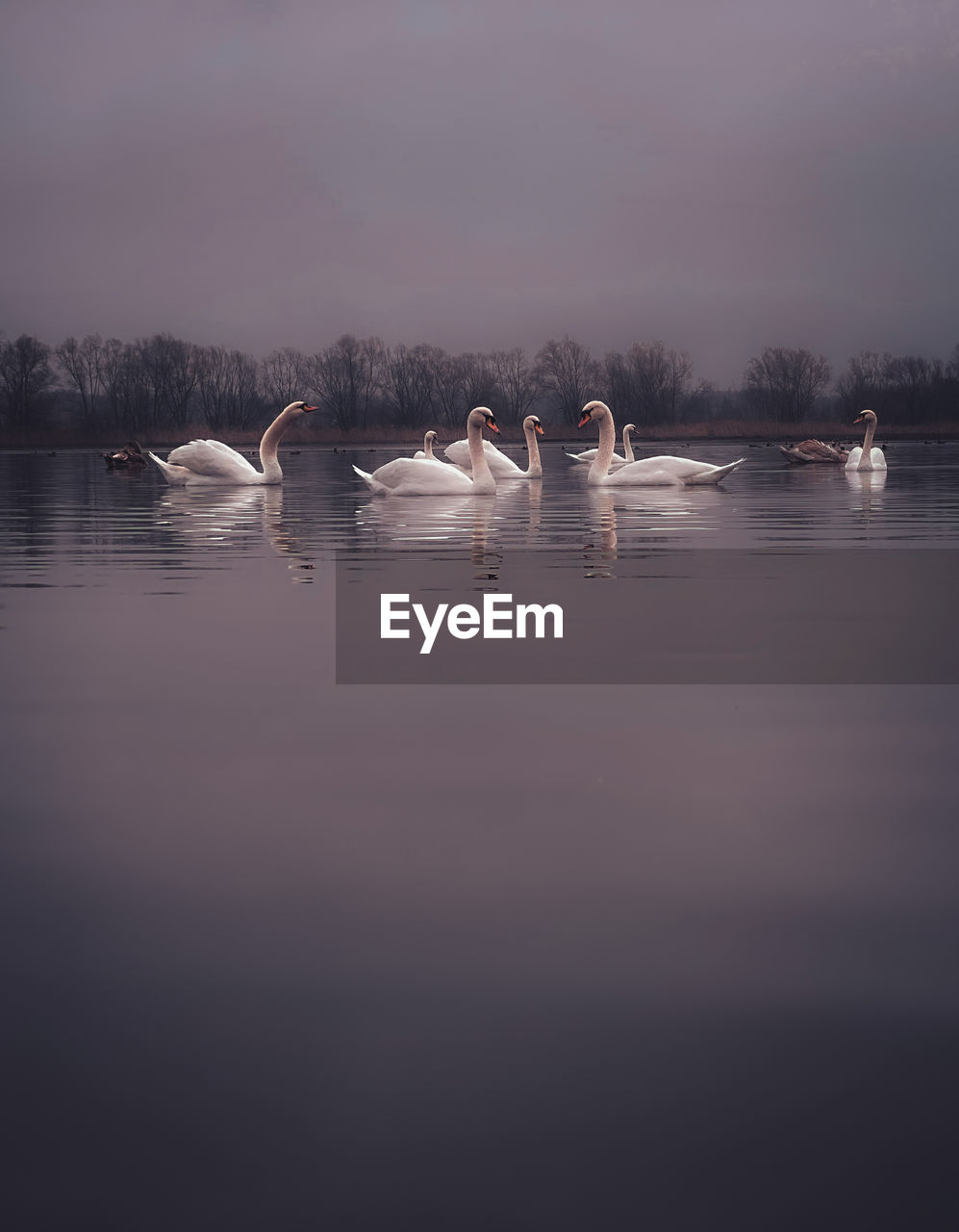November swans 