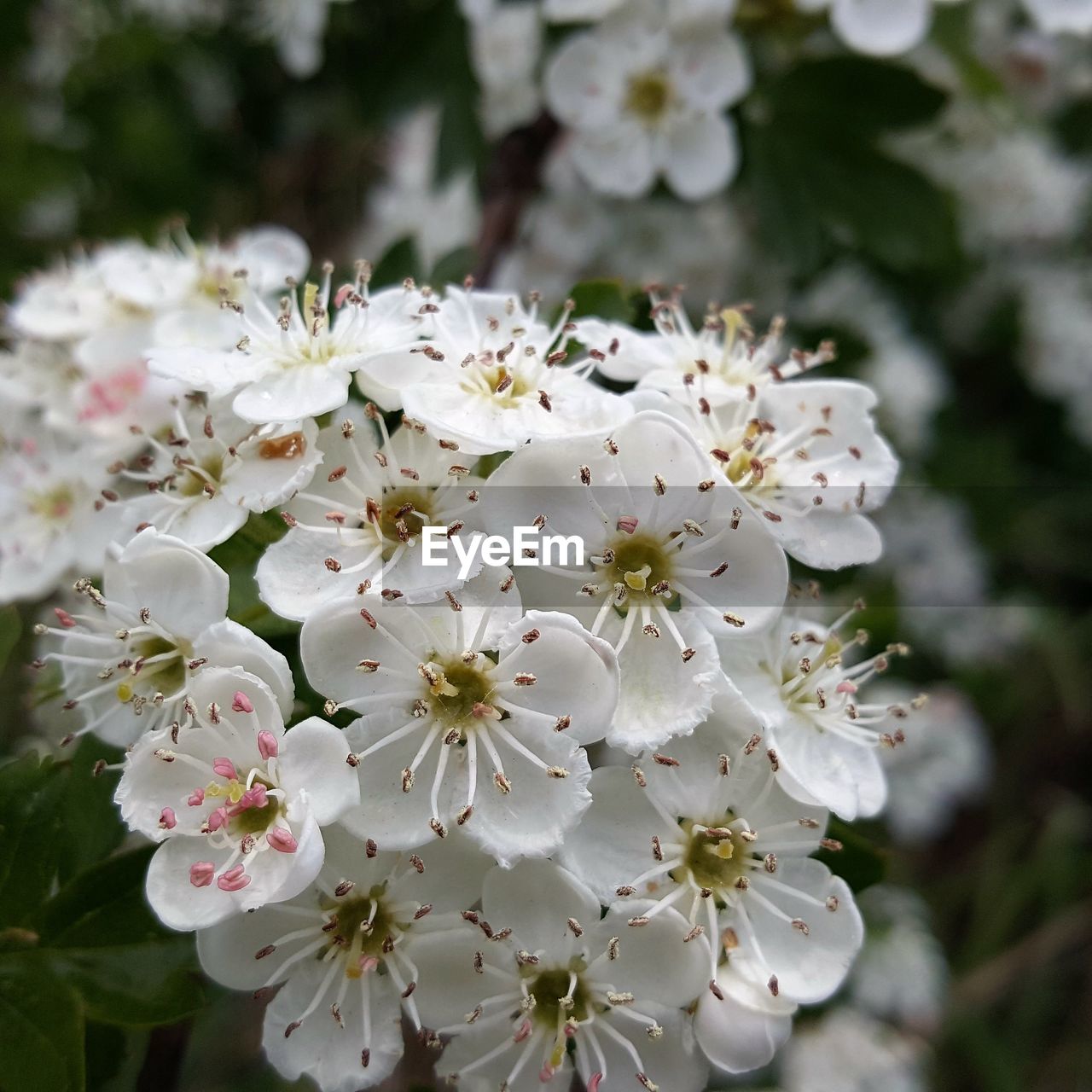 CLOSE-UP OF WHITE FLOWERS BLOOMING ON TREE