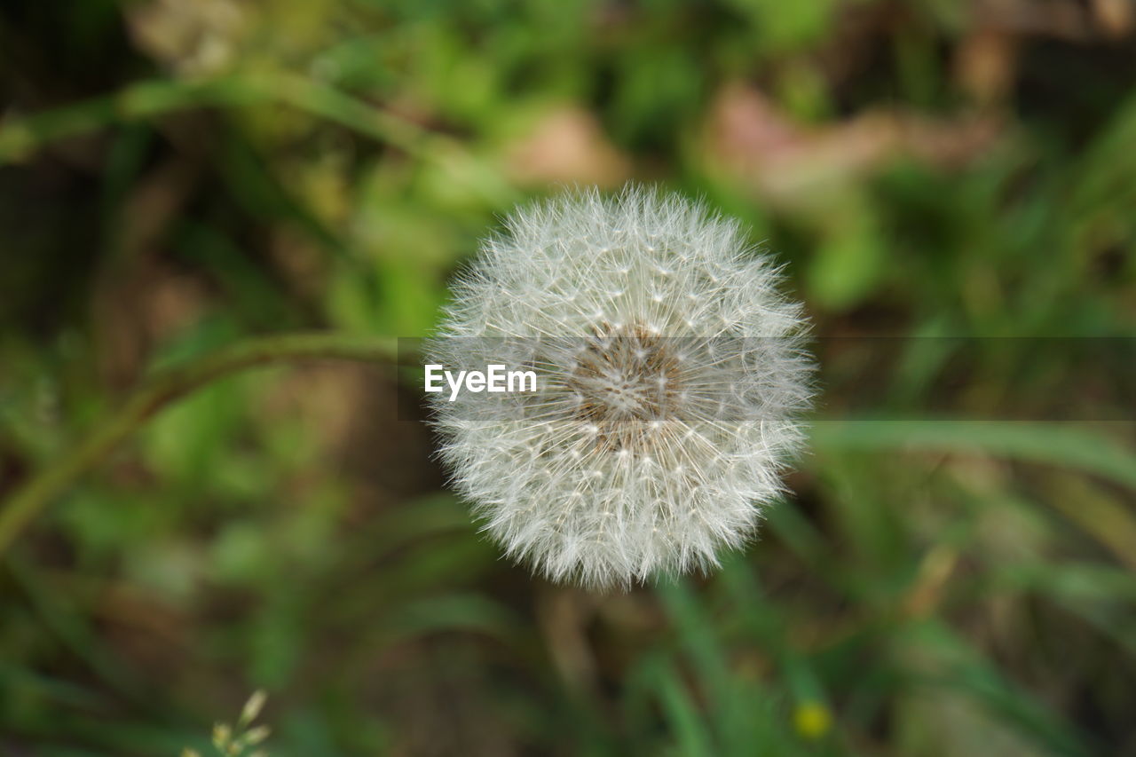 CLOSE-UP OF DANDELION AGAINST WHITE FLOWER