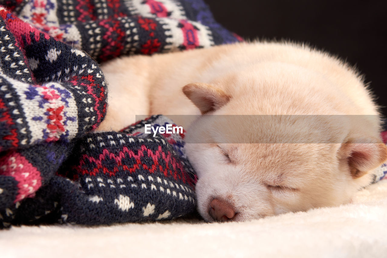 Little cute white puppy shiba inu sleeps on a colored knitted sweater.