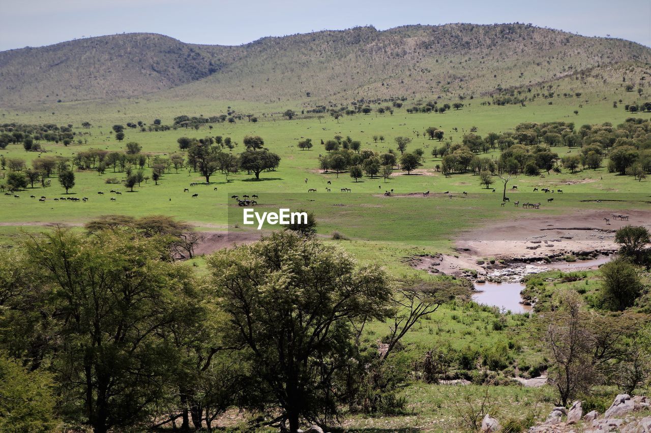 SCENIC VIEW OF LANDSCAPE AGAINST MOUNTAINS