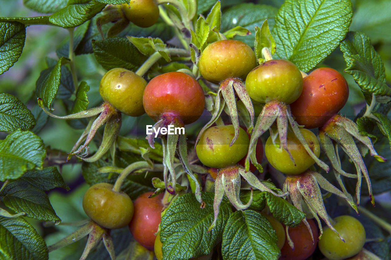 CLOSE-UP OF FRUITS GROWING ON TREE