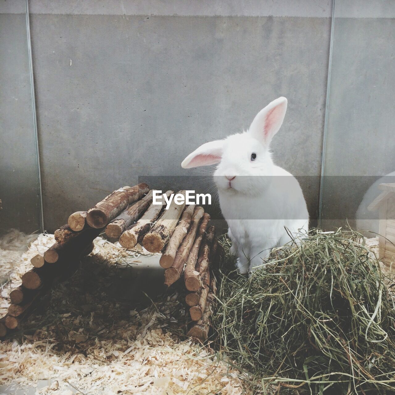 White rabbit relaxing on field