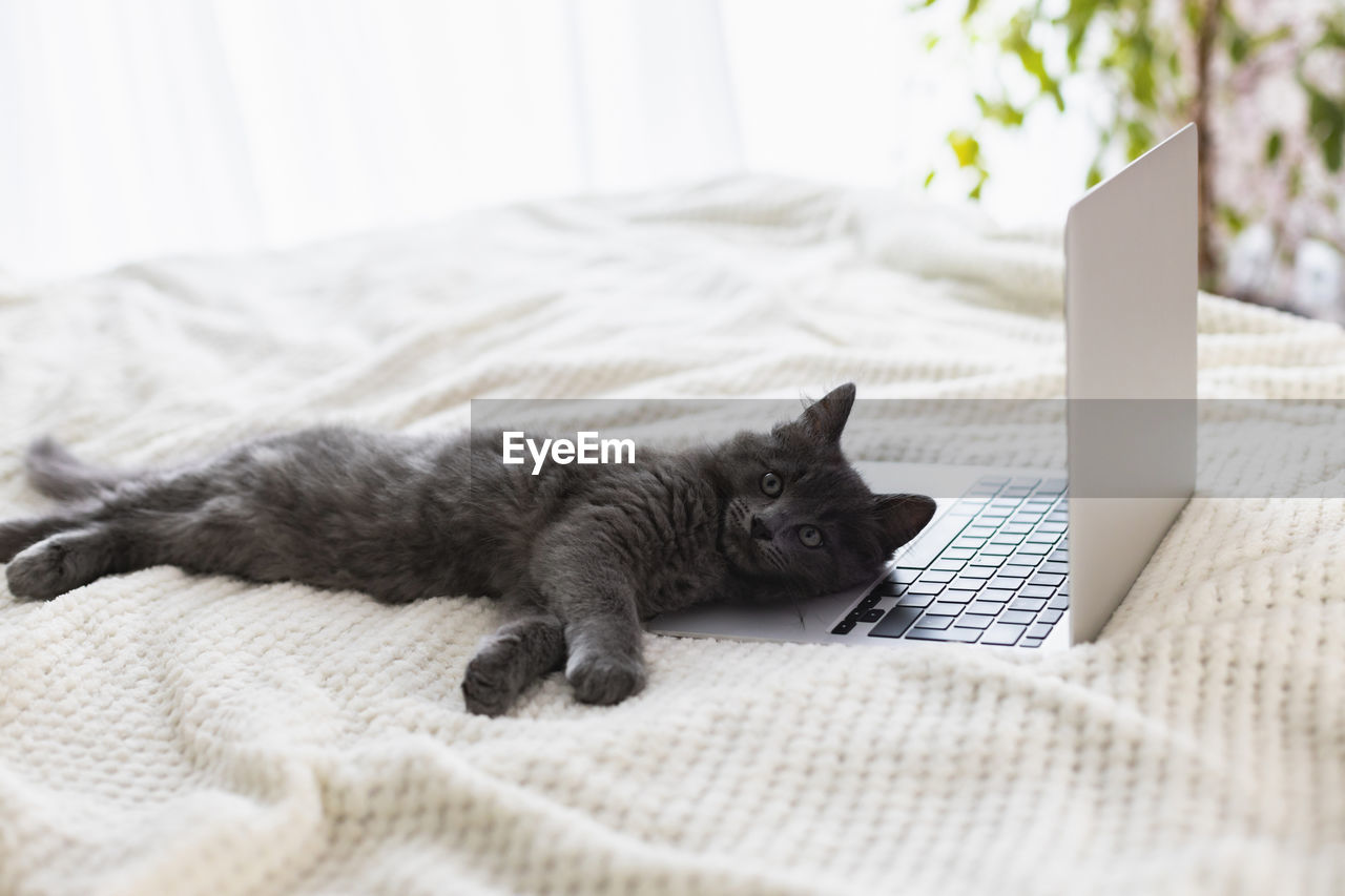 Funny inquisitive gray kitten lies on the bed and uses a laptop. domestic cat lies on the computer