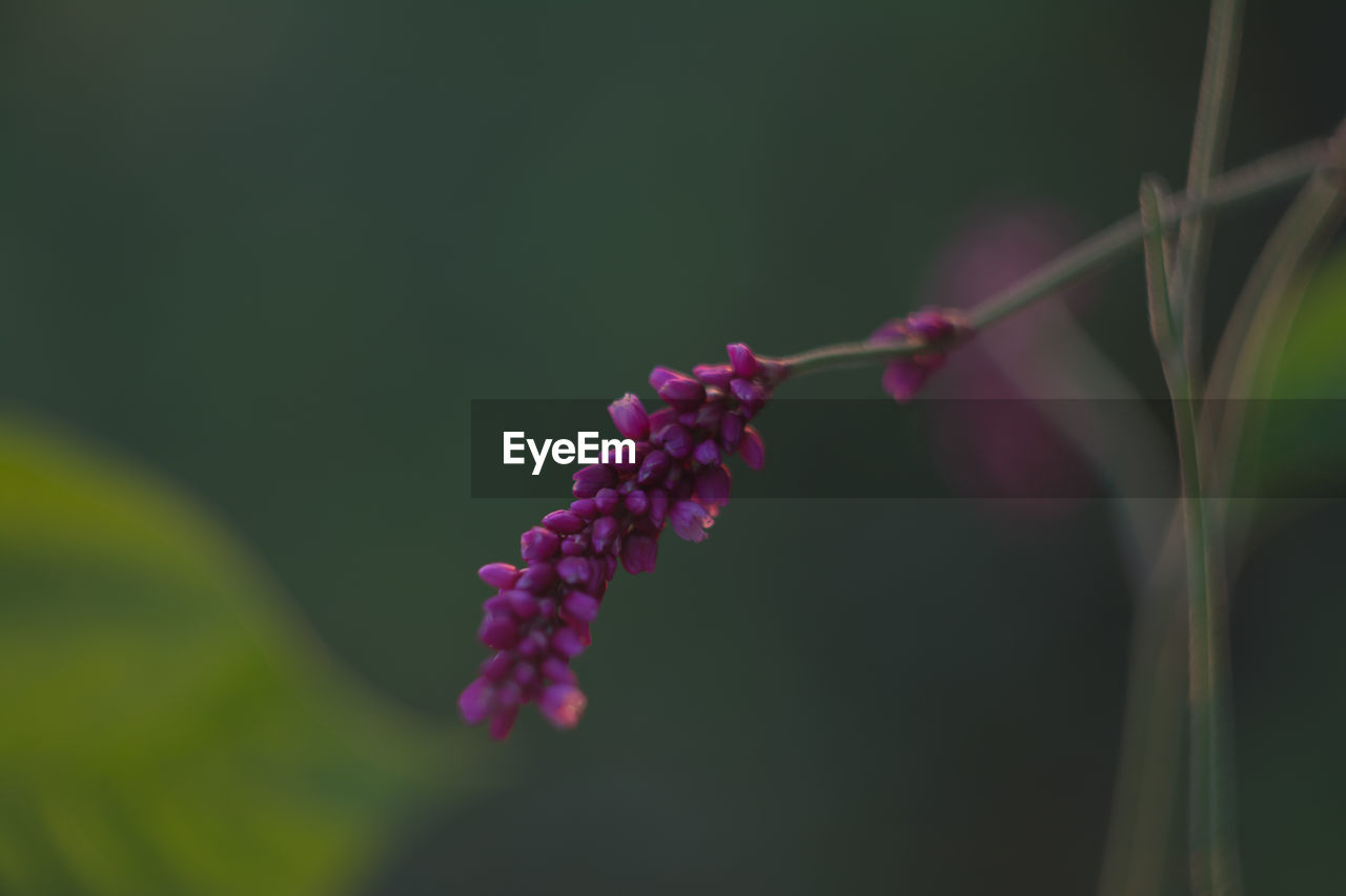 plant, flower, flowering plant, beauty in nature, freshness, green, growth, close-up, fragility, macro photography, plant stem, nature, leaf, purple, no people, pink, petal, blossom, focus on foreground, inflorescence, flower head, day, outdoors, wildflower, selective focus, springtime, botany, bud, branch