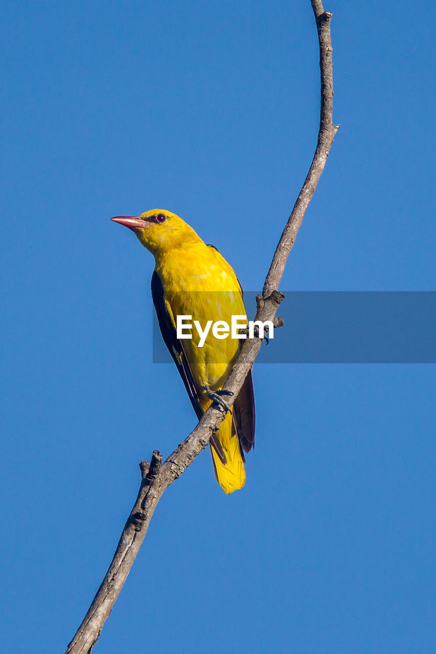 LOW ANGLE VIEW OF BIRD PERCHING ON BRANCH