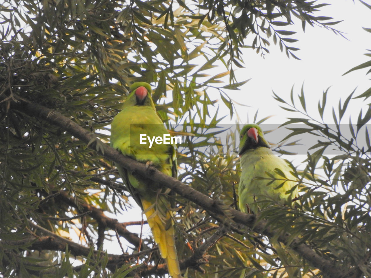 LOW ANGLE VIEW OF BIRDS PERCHING ON BRANCH