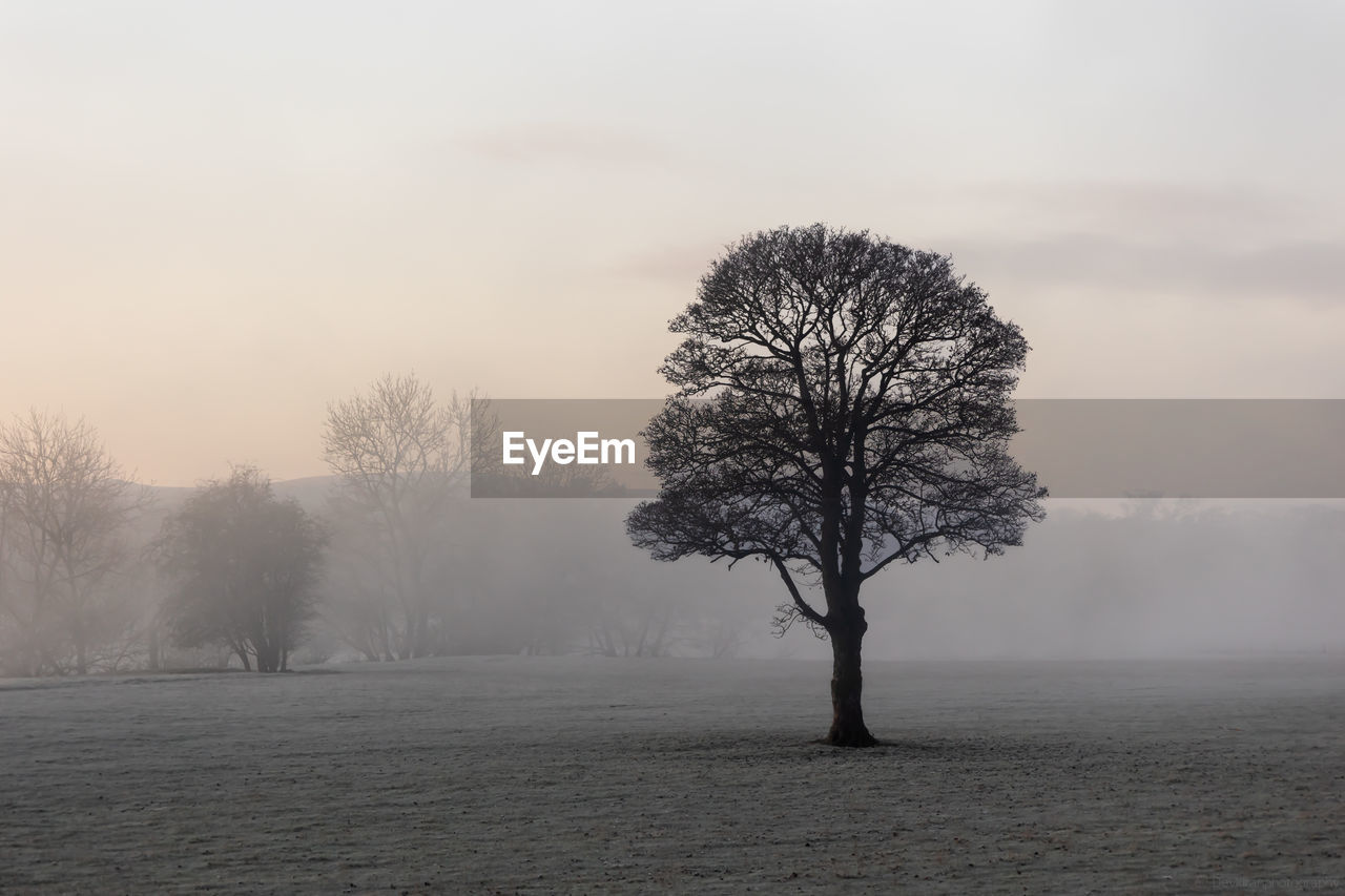 Tree on a misty winters morning  against sky during sunrise 