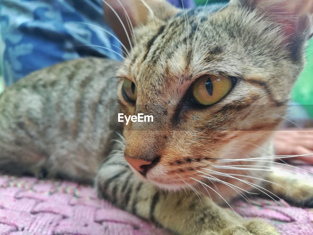 CLOSE-UP PORTRAIT OF CAT ON BLANKET