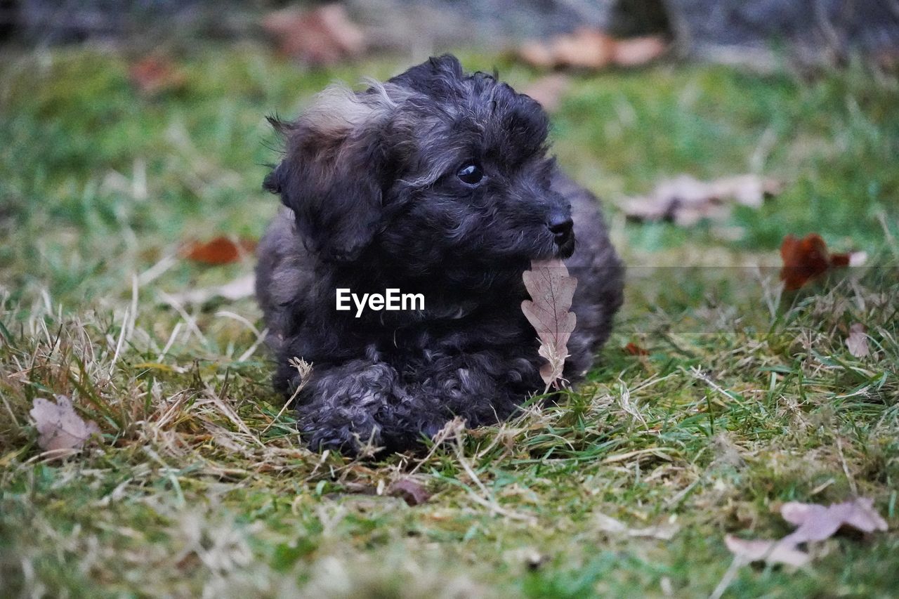 pet, dog, animal themes, animal, one animal, mammal, domestic animals, canine, puppy, grass, black, plant, havanese, young animal, no people, nature, field, selective focus, lap dog, portrait, cute, land, day, affenpinscher, sitting, outdoors, carnivore, morkie