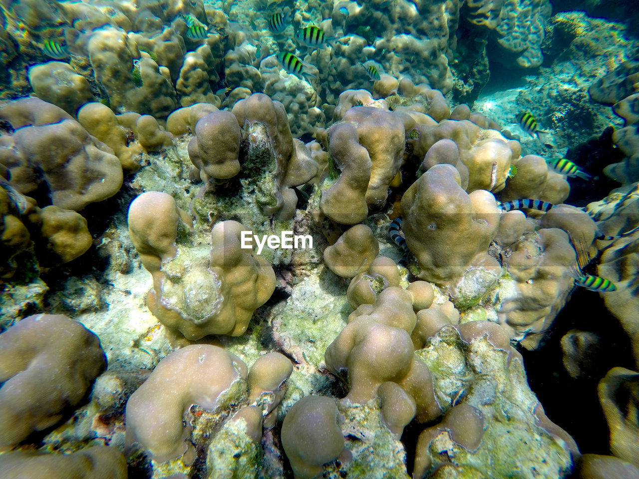 CLOSE-UP OF CORAL UNDERWATER