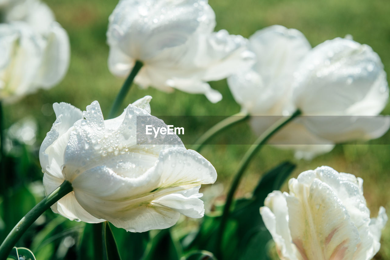 White tulip bud with water drops in the park in early spring