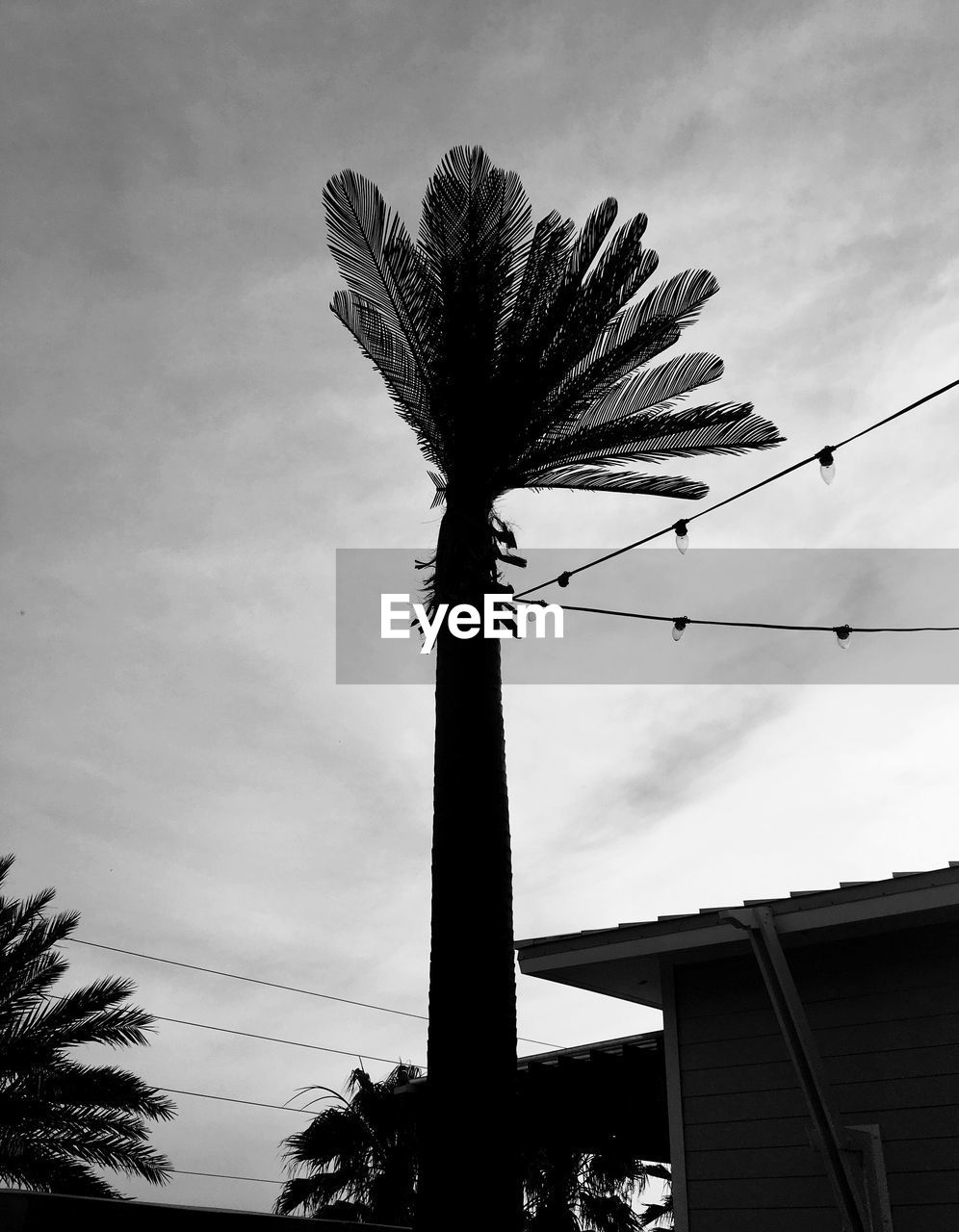 Low angle view of palm tree against sky