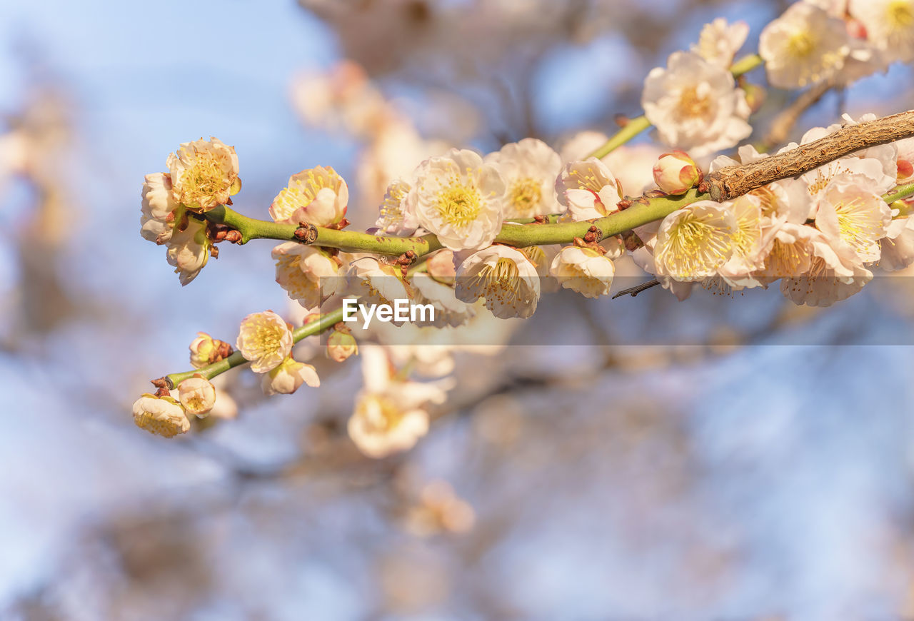 CLOSE-UP OF CHERRY BLOSSOMS ON TREE