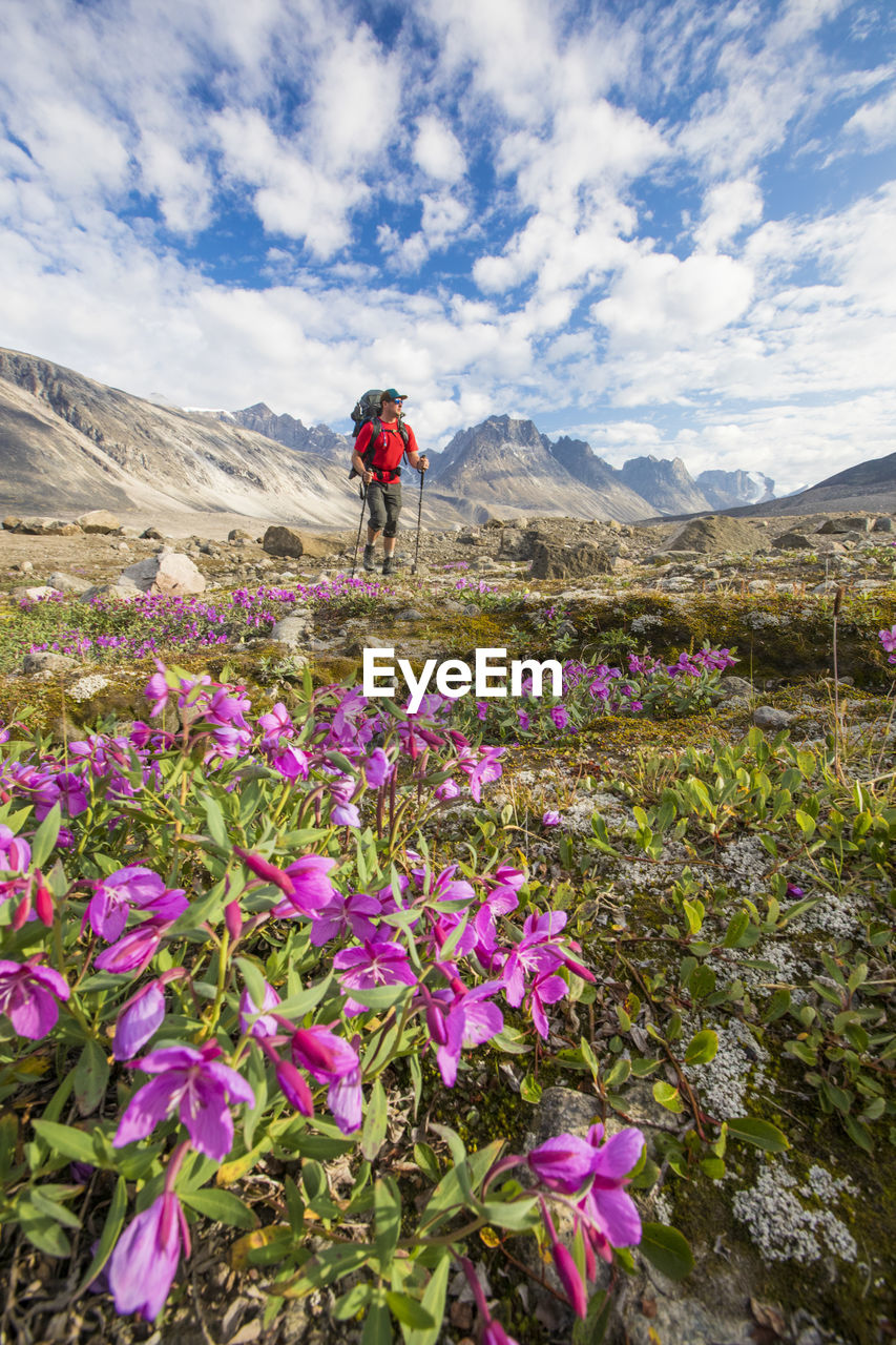 Backpacker hiking through lush alpine meadow full of flowers