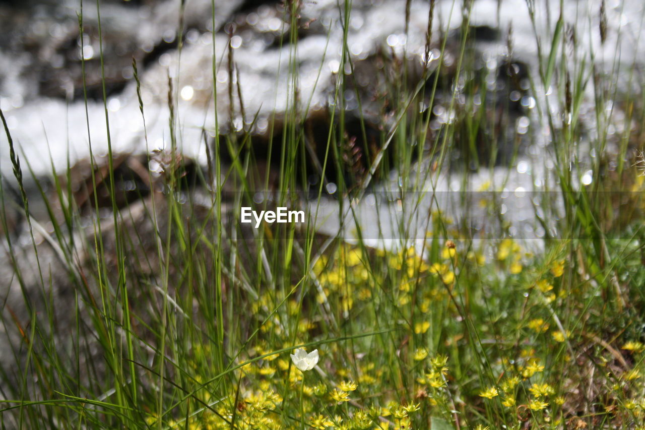 CLOSE-UP OF BIRDS ON GRASS