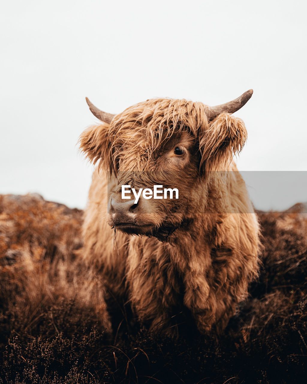 Highland cattle standing on land