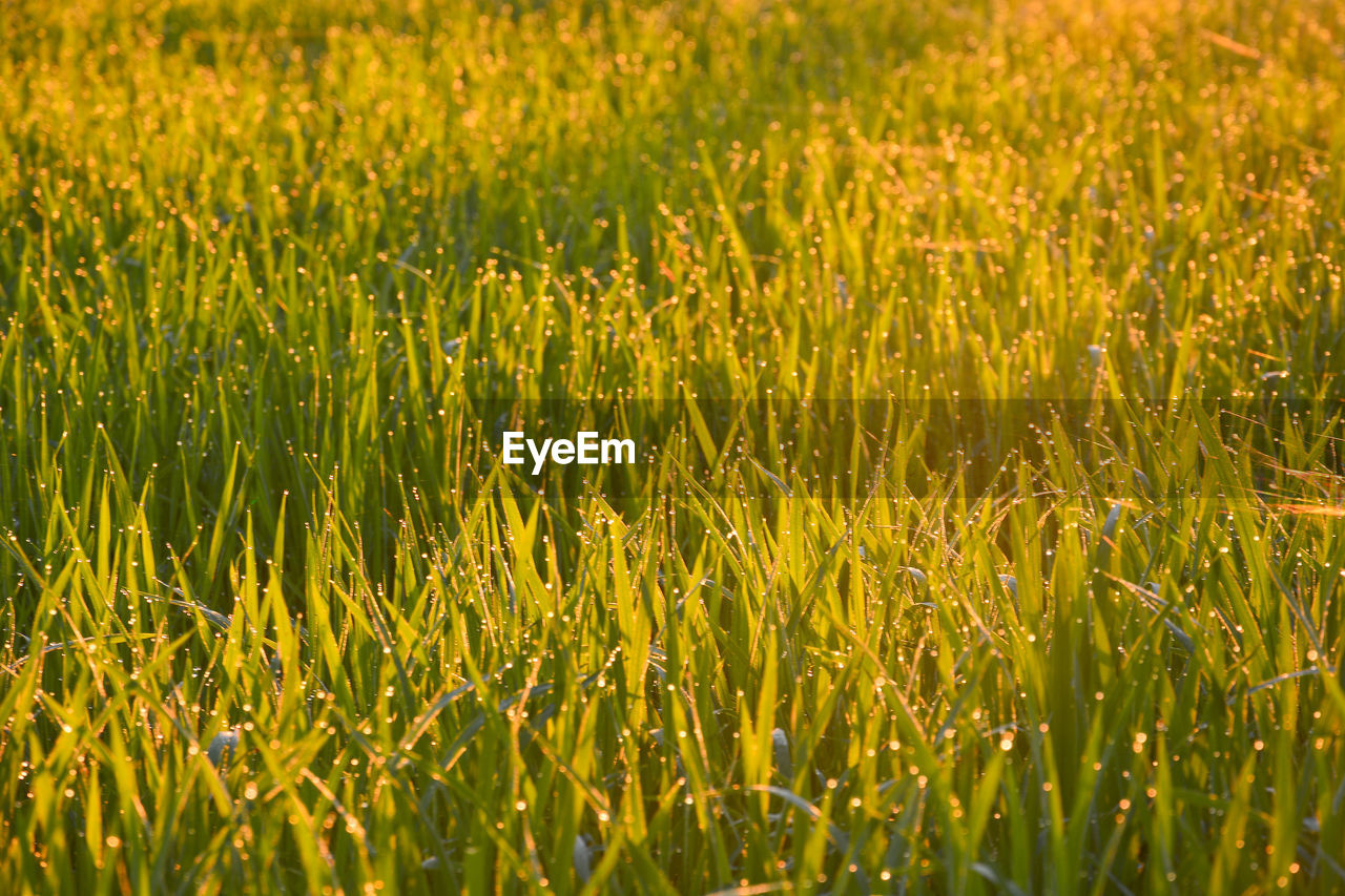 Close-up of grass growing in field