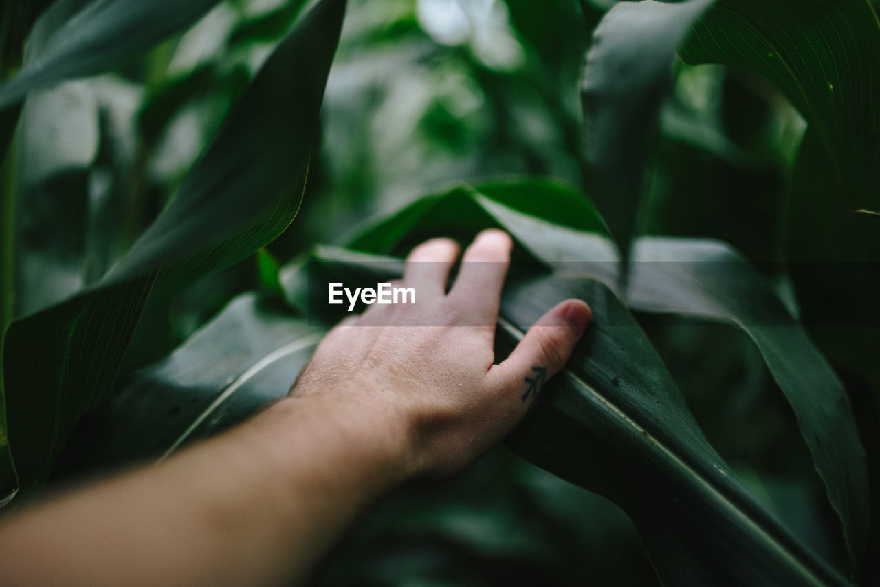 Close-up of human hand touching leaves