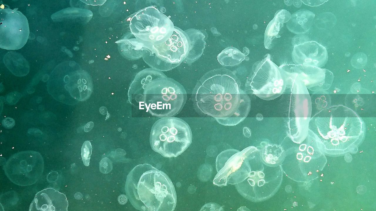 Jellyfish swimming in sea