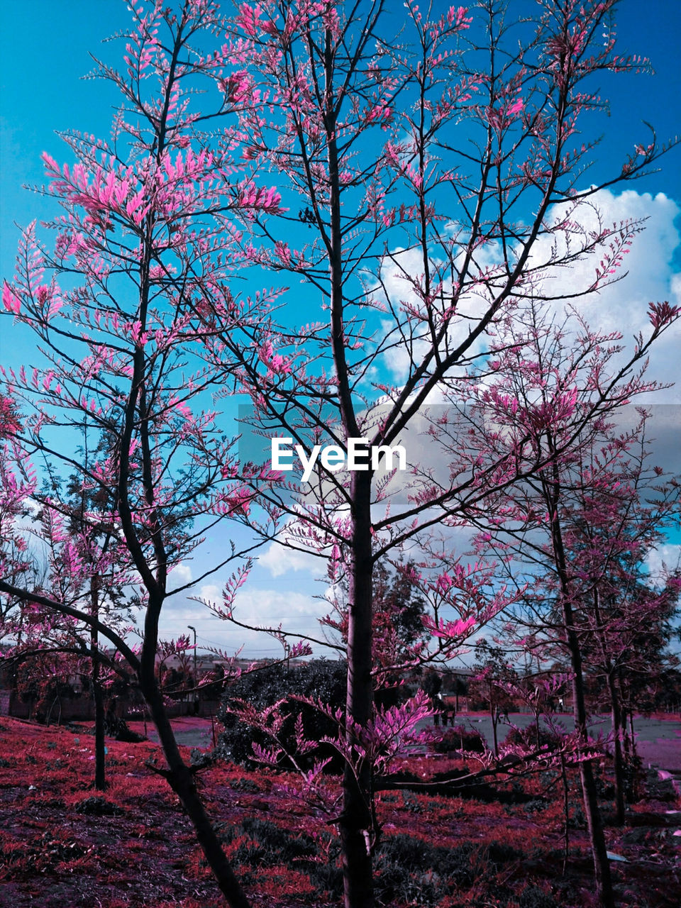 LOW ANGLE VIEW OF PINK FLOWERING TREE