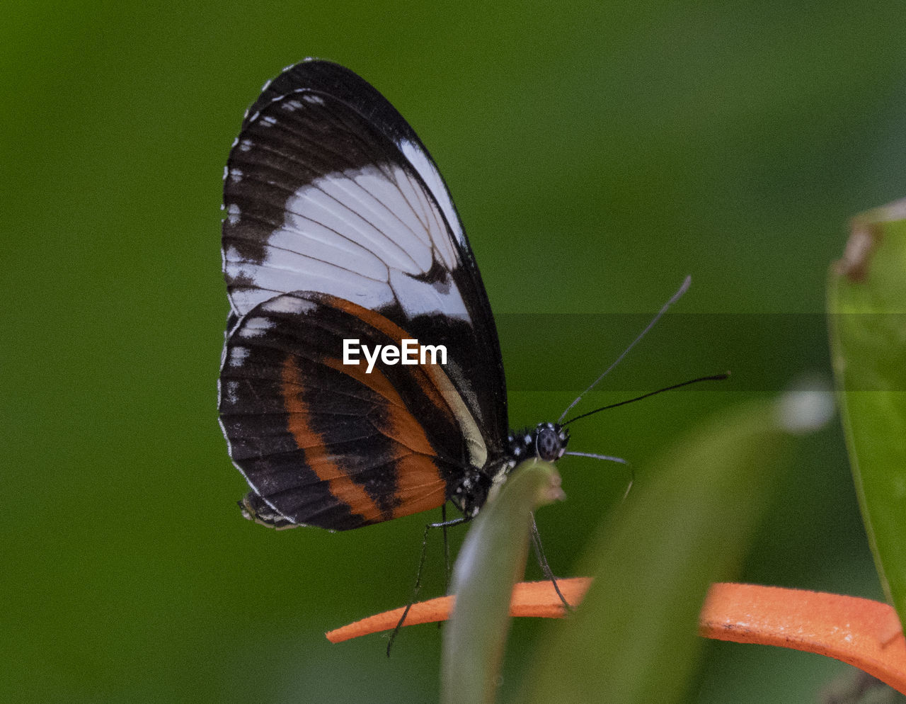 Close-up of butterfly