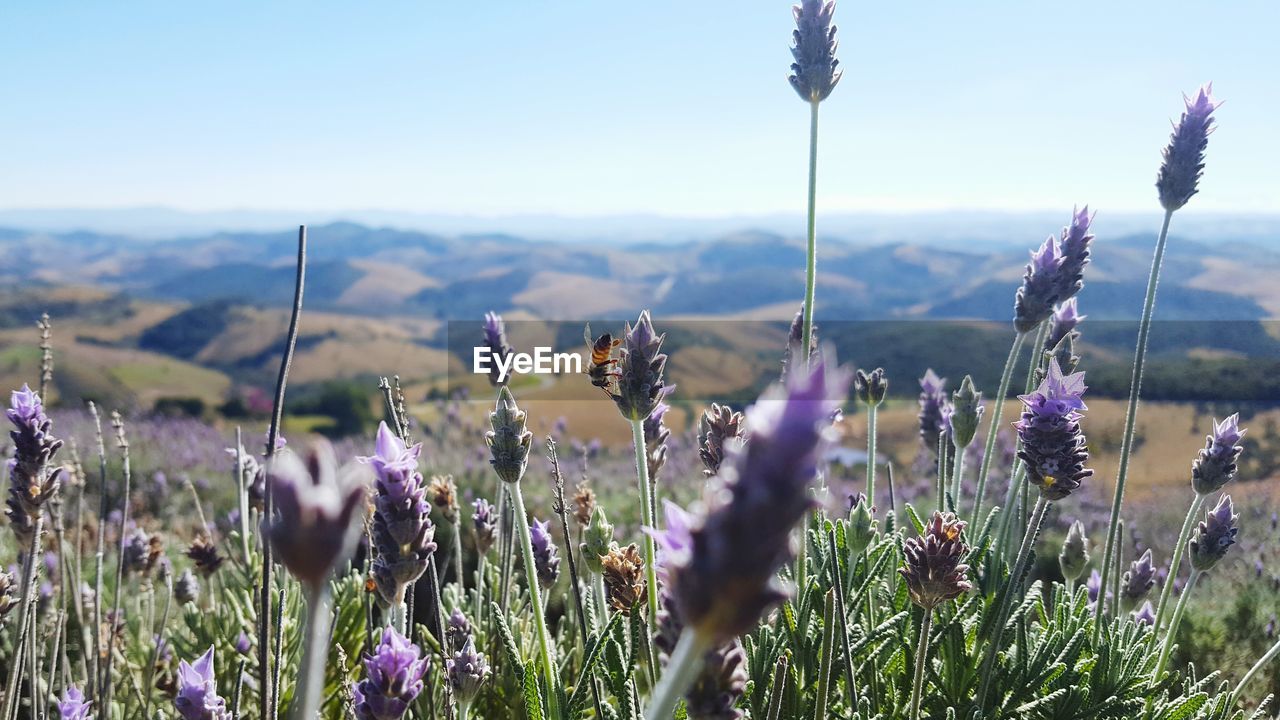 Close up of purple flowers blooming in field